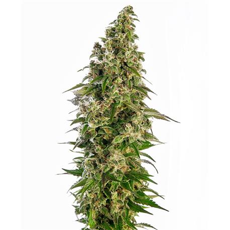 Afghani 1 Auto X3 - Sensi Seeds