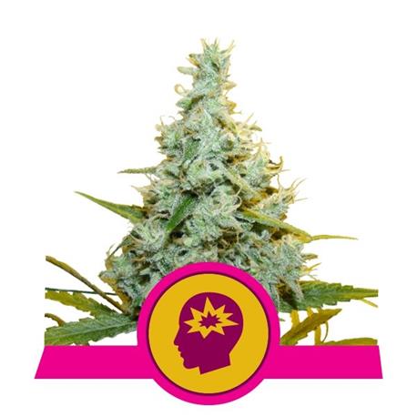 AMG X1 - Royal Queen Seeds