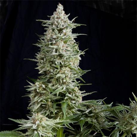 Amnesia Gold X1 - Pyramid Seeds