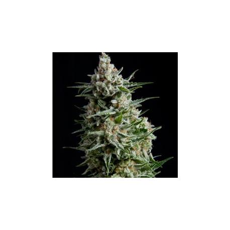 Anesthesia X1 - Pyramid Seeds
