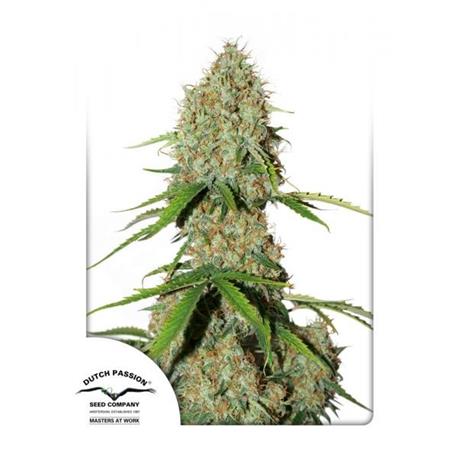 Auto Brooklyn Sunrise X3 -Dutch Passion