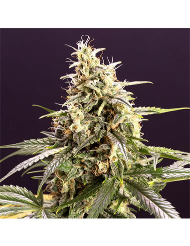 Auto Chem Bomb X3 - Humboldt Seeds
