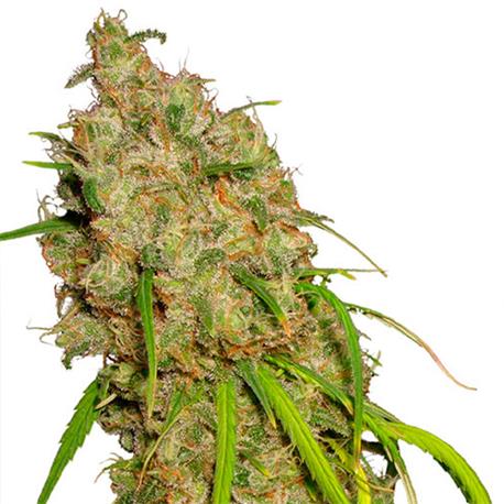 Auto Desfran X3 - Dutch Passion
