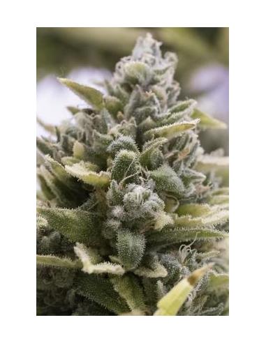 Auto OG Kush X3 - Humboldt Seeds
