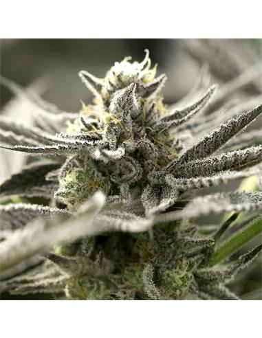 Auto OGKZ X3 - Humboldt Seeds