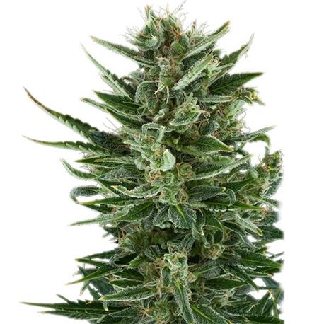 Auto Quick One X3 - Royal Queen Seeds