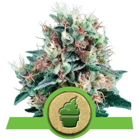 Auto Royal Creamatic X3 - Royal Queen Seeds
