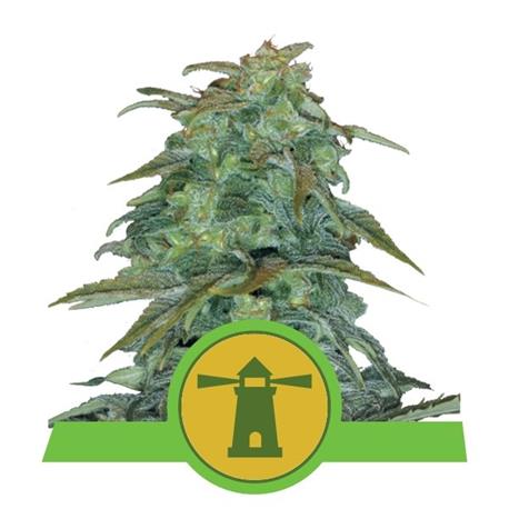 Auto Royal Haze X10 - Royal Queen Seeds