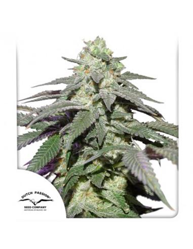 Auto Skywalker Haze X3 - Dutch Passion
