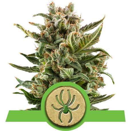 Auto White Widow X1 - Royal Queen Seeds