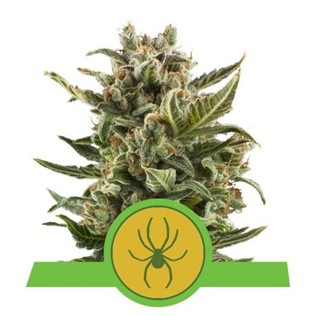 Auto White Widow X10 - Royal Queen Seeds