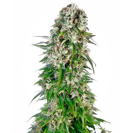 Big Bud Auto X3 - Sensi Seeds