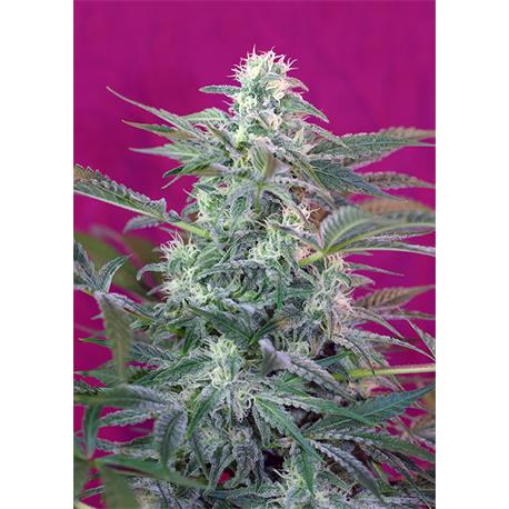 Big Foot X3+1 - Sweet Seeds