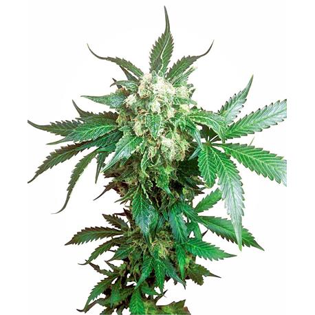 Black Domina X3 - Sensi Seeds