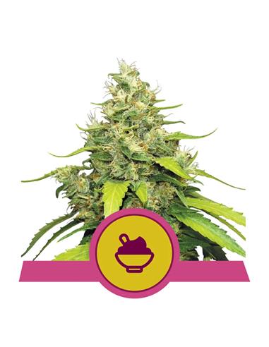 Blue Gelato X1 FEM - Royal Queen Seeds