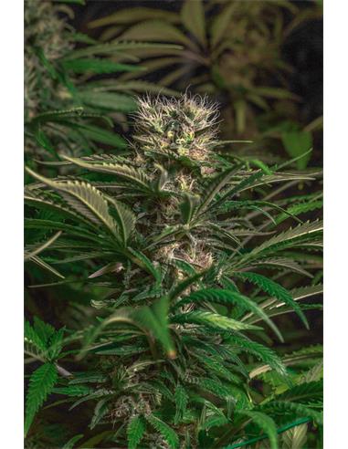 Blue Magic X3 - Spanish Passion Seeds