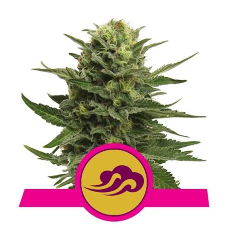 Blue Mystic X3 - Royal Queen Seeds