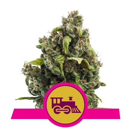 Candy Kush Express X10 - Royal Queen Seeds