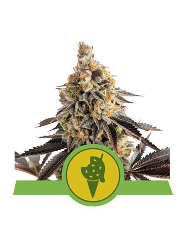 Cookies Gelato X1 AUTO - Royal Queen Seeds