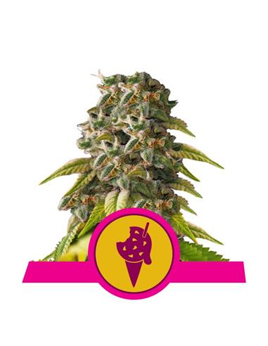 Cookies Gelato X1 FEM - Royal Queen Seeds