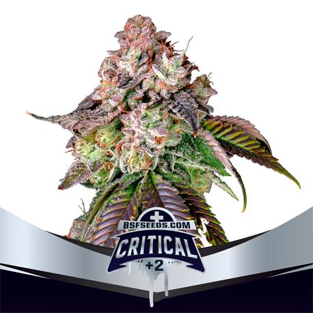 Critical +2 X7 - Bsf Seeds
