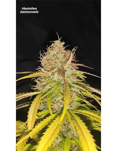 Destroyella Auto X5 - Poison Seeds
