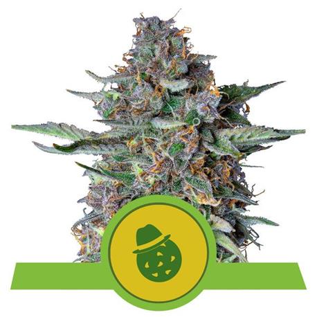 Do-si-dos Auto X1 - Royal Queen Seeds