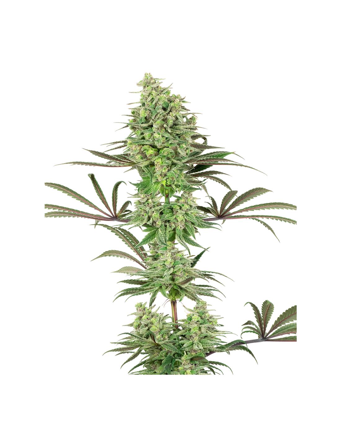Doble Banana Kush Fem X3+1 - White Label By Sensi Seeds