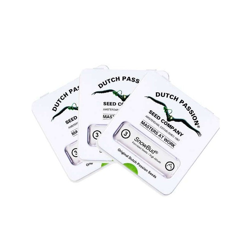 DUTCH PASSION DURBAN POISON (3UDS)