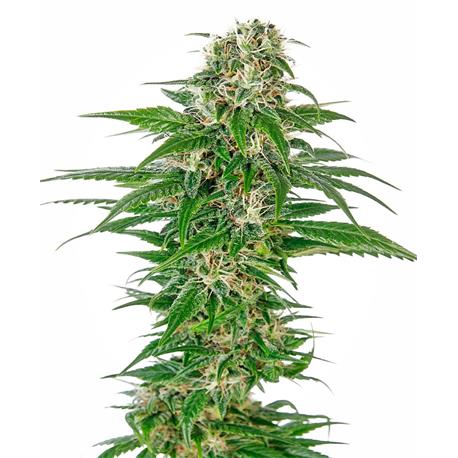 Early Skunk Auto X3 - Sensi Seeds