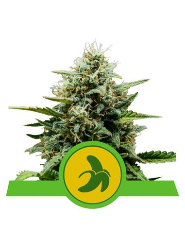 Fat Banana Auto X10 - Royal Queen Seeds