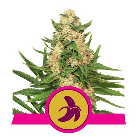 Fat Banana X10 - Royal Queen Seeds