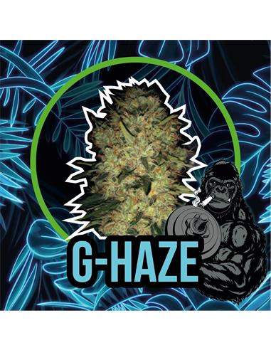 G Haze Auto x2 - Delirium seeds