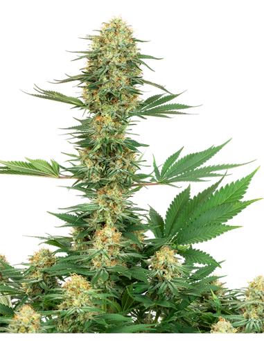 Gelato 420 Fem X3+1 - White Label By Sensi Seeds