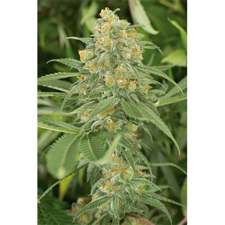 Green Crack X3 - Humboldt Seeds