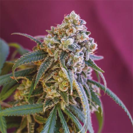 Green Punch X1 - Royal Queen Seeds
