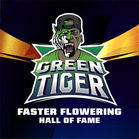 Green Tiger X4 - BSF SEEDS