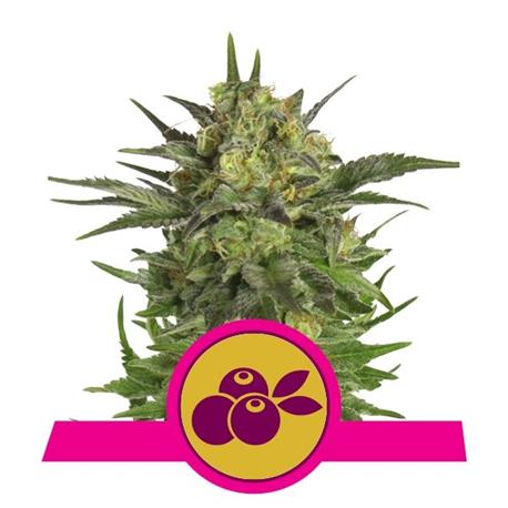 Haze Berry X1 - Royal Queen Seeds