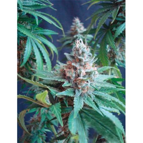 Honey Cream Fast X10 - Royal Queen Seeds