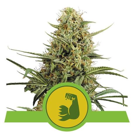 Hulkberry Auto X3 - Royal Queen Seeds