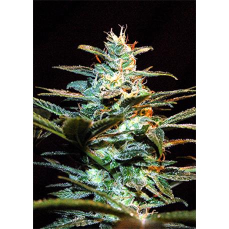 Ice Cool X3+1 - Sweet Seeds