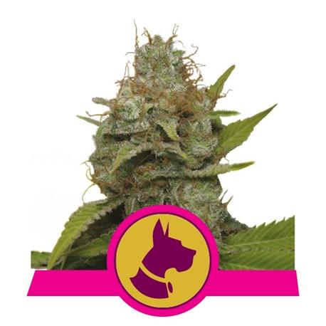 Kali Dog X3 - Royal Queen Seeds