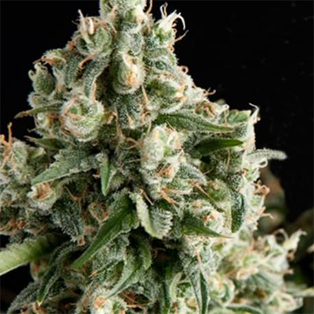 Lennon X1 - Pyramid Seeds