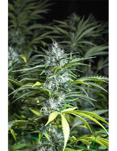 Madrid Night Haze X3 - Spanish Passion Seeds