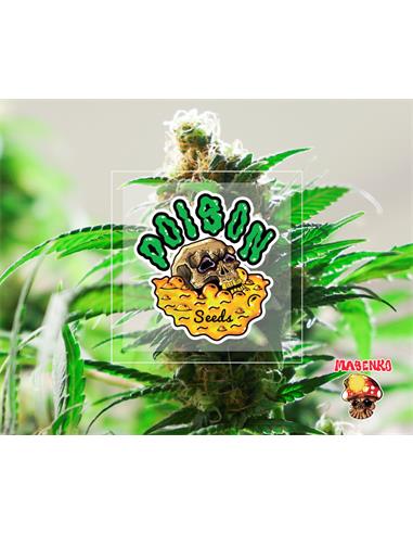 Masenko Auto X5 - Poison Seeds