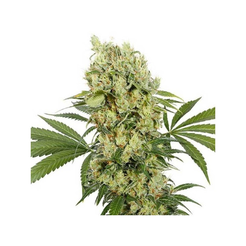 Buddha Seeds Medikit (3uds)
