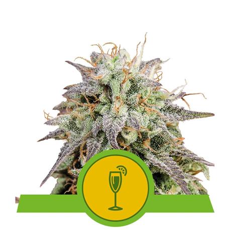 Mimosa Auto X3 - Royal Queen Seeds