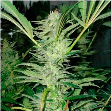 No Name X3 - Medical Seeds
