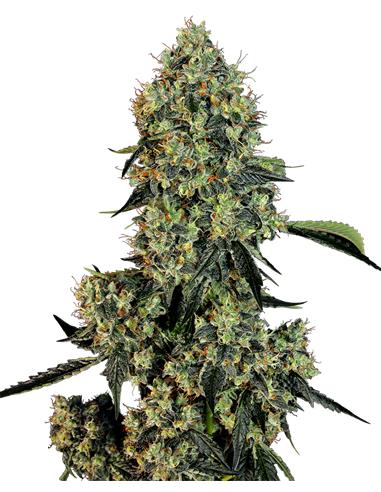 O.G Kush Fem X3+1 - White Label By Sensi Seeds