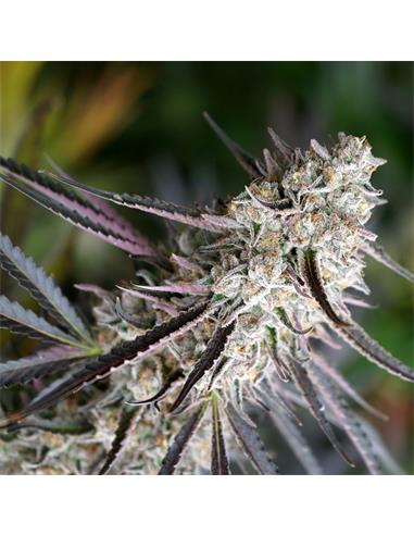 Peanut Butter Breath Fast Flowering X3 - Humboldt Seeds
